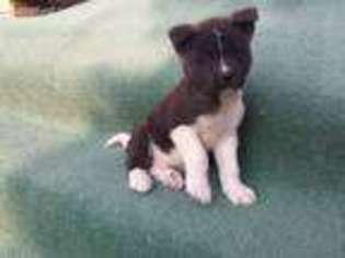 Akita Puppy for sale in North Collins, NY, USA