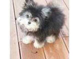 Maltipom Puppy for sale in Wellesley, MA, USA