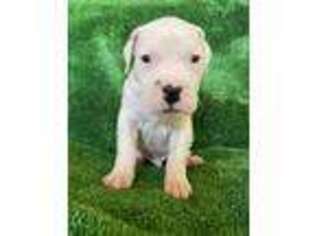 Dogo Argentino Puppy for sale in Stamford, CT, USA