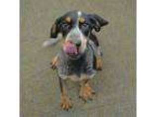 Bluetick Coonhound Puppy for sale in LINDON, UT, USA