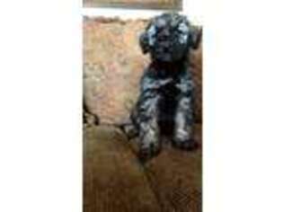 Schnoodle (Standard) Puppy for sale in Kanab, UT, USA