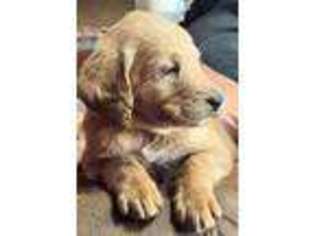 Labradoodle Puppy for sale in Silver, TX, USA