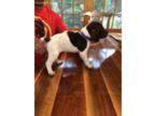 German Shorthaired Pointer Puppy for sale in Sparta, WI, USA
