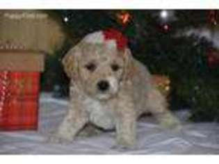 Goldendoodle Puppy for sale in Worcester, MA, USA