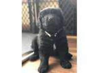 Newfoundland Puppy for sale in Demotte, IN, USA