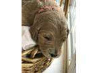 Goldendoodle Puppy for sale in Gay, GA, USA