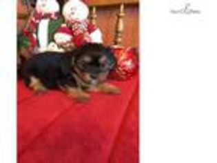 Shorkie Tzu Puppy for sale in Topeka, KS, USA