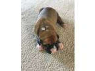 Boxer Puppy for sale in Medina, NY, USA