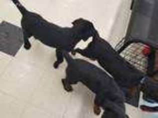 Rottweiler Puppy for sale in Pelham, NH, USA