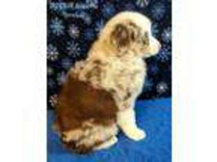 Australian Shepherd Puppy for sale in Gilman City, MO, USA