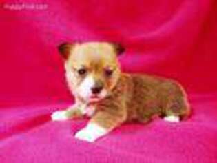 Pembroke Welsh Corgi Puppy for sale in Kit Carson, CO, USA