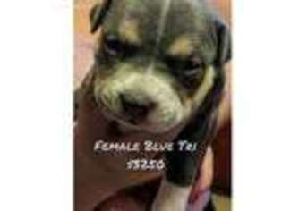 Mutt Puppy for sale in Holland, OH, USA