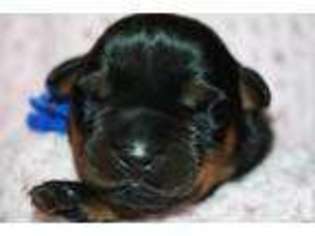Rottweiler Puppy for sale in OLYMPIA, WA, USA