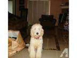Goldendoodle Puppy for sale in IRVING, TX, USA