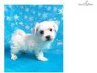 Maltese Puppy for sale in Greensboro, NC, USA