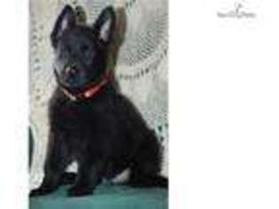 German Shepherd Dog Puppy for sale in Dayton, OH, USA