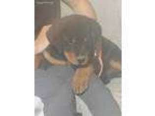 Rottweiler Puppy for sale in Central Valley, UT, USA