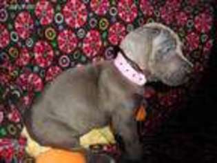 Great Dane Puppy for sale in Loudonville, OH, USA