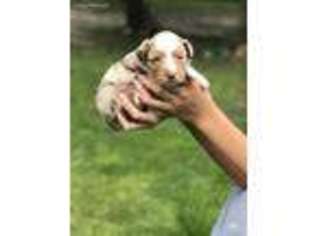 Miniature Australian Shepherd Puppy for sale in Purvis, MS, USA
