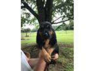 Bloodhound Puppy for sale in Big Clifty, KY, USA