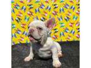 French Bulldog Puppy for sale in Santa Fe, TX, USA