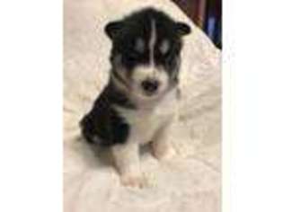 Siberian Husky Puppy for sale in Fayette, OH, USA