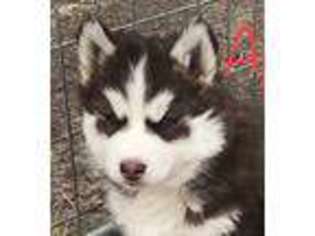 Siberian Husky Puppy for sale in Dodge City, KS, USA