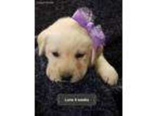 Labrador Retriever Puppy for sale in Carson City, MI, USA