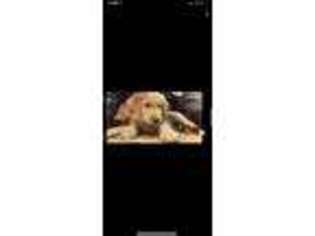 Golden Retriever Puppy for sale in Staten Island, NY, USA