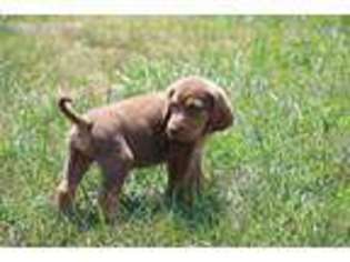 Bloodhound Puppy for sale in Atlanta, IL, USA