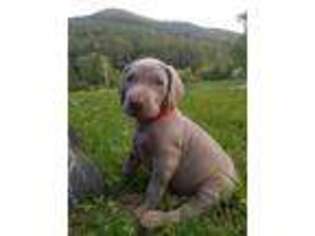 Weimaraner Puppy for sale in Candler, NC, USA