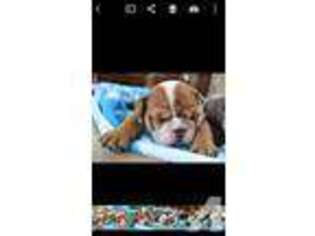 Bulldog Puppy for sale in OVIEDO, FL, USA