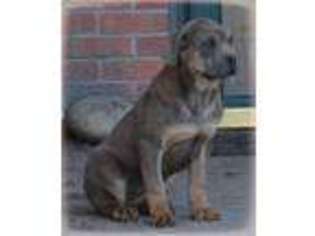 Cane Corso Puppy for sale in Longmont, CO, USA