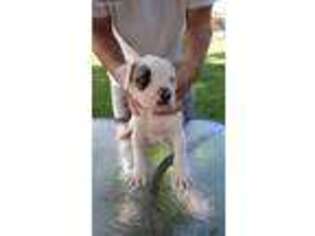 American Bulldog Puppy for sale in Franklinville, NJ, USA