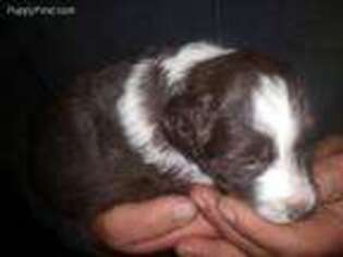 Mutt Puppy for sale in Arkport, NY, USA