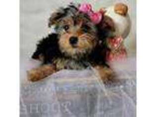 Yorkshire Terrier Puppy for sale in Orlando, FL, USA