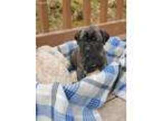 Mastiff Puppy for sale in Bedford, PA, USA