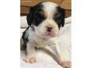 Cavalier King Charles Spaniel Puppy for sale in Asheville, NC, USA