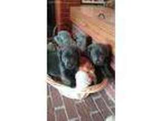 Labrador Retriever Puppy for sale in Painted Post, NY, USA
