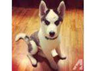 Siberian Husky Puppy for sale in NORTH LIBERTY, IA, USA