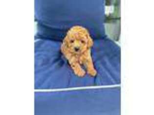 Mutt Puppy for sale in Hellertown, PA, USA