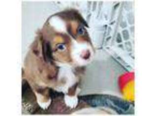 Australian Shepherd Puppy for sale in Miami, FL, USA