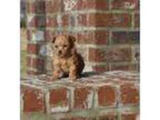 Mutt Puppy for sale in Marksville, LA, USA