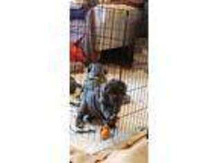 Neapolitan Mastiff Puppy for sale in Mingo Junction, OH, USA