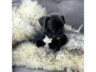 French Bulldog Puppy for sale in Kuna, ID, USA