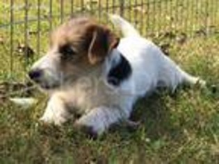 Jack Russell Terrier Puppy for sale in Laquey, MO, USA