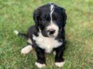 Mutt Puppy for sale in Weston, ID, USA