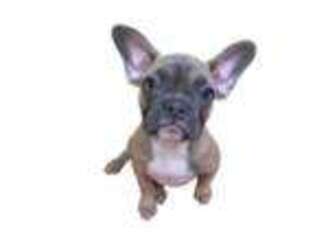 French Bulldog Puppy for sale in Huttonsville, WV, USA