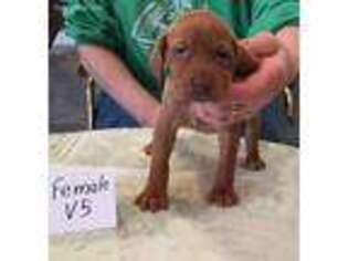 Vizsla Puppy for sale in Hillsboro, OH, USA