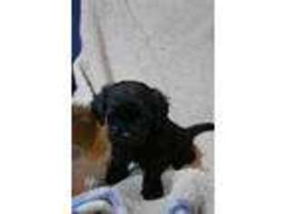 Mutt Puppy for sale in Fairfield, WA, USA